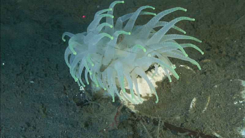 Дальневосточный морской заповедник медузы актинии