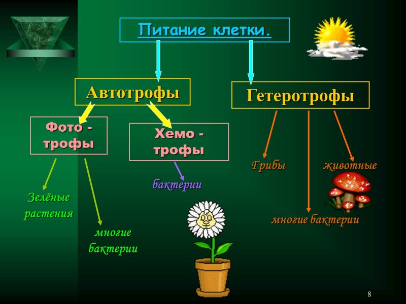 Питание растений автотрофы гетеротрофы
