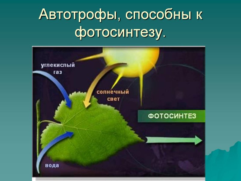 Автотрофы фотосинтез