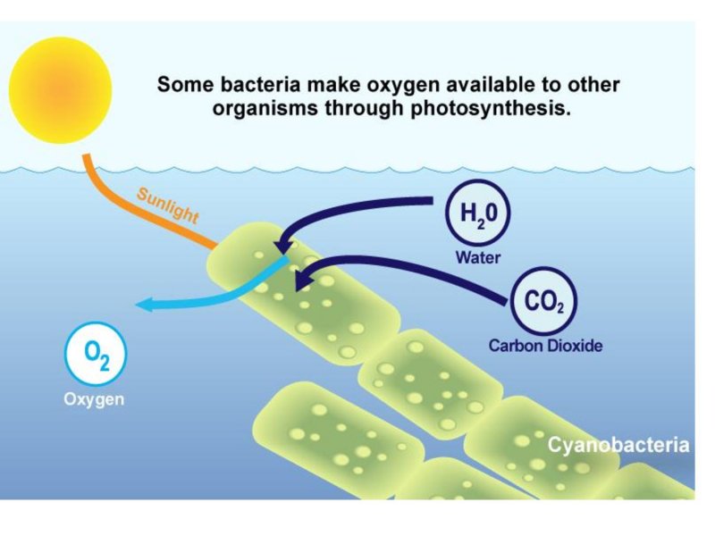 Фотосинтез цианобактерий схема