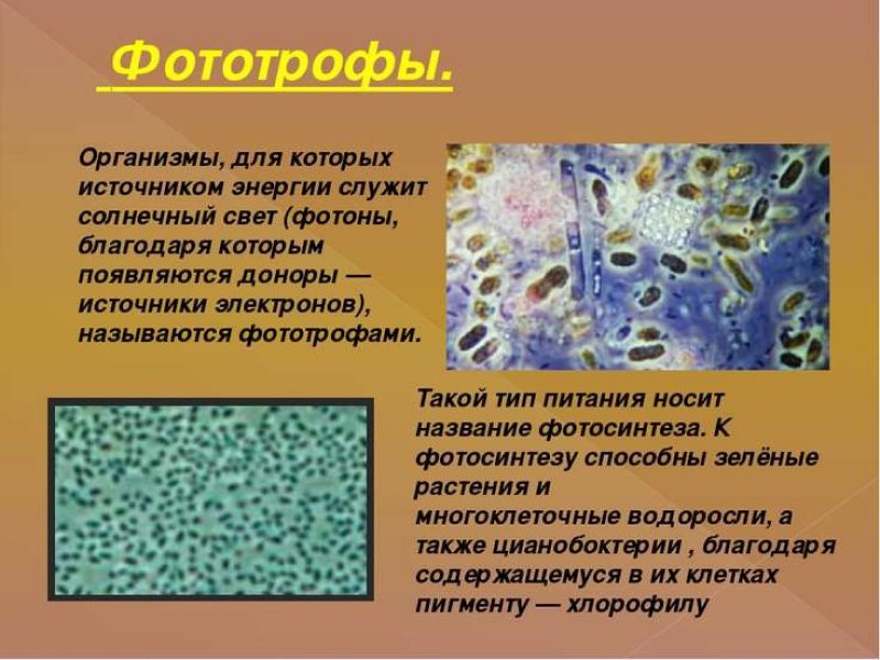 Фототрофы микробиология