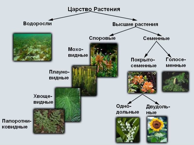 Структура царства растений