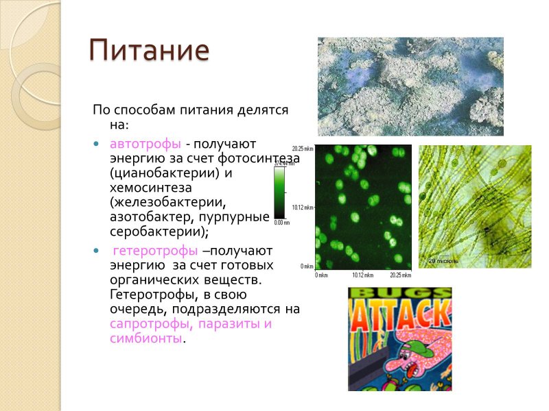 Основной Тип питания цианобактерий