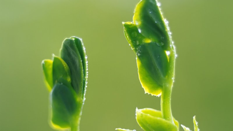 Растения фотоавтотрофы