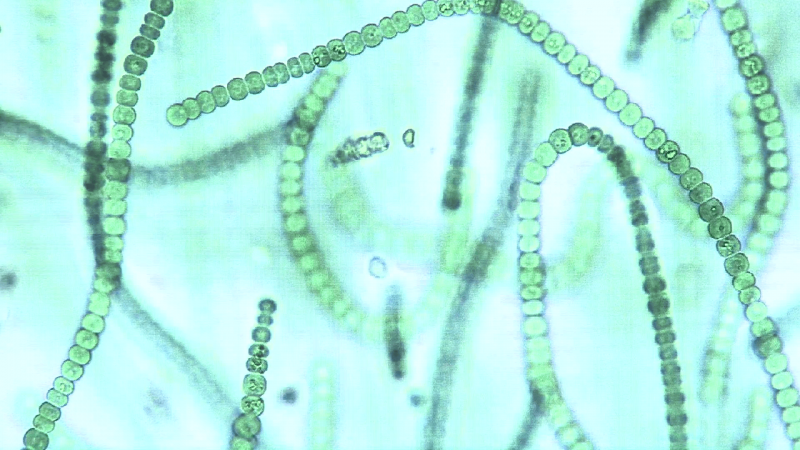 Носток цианобактерия