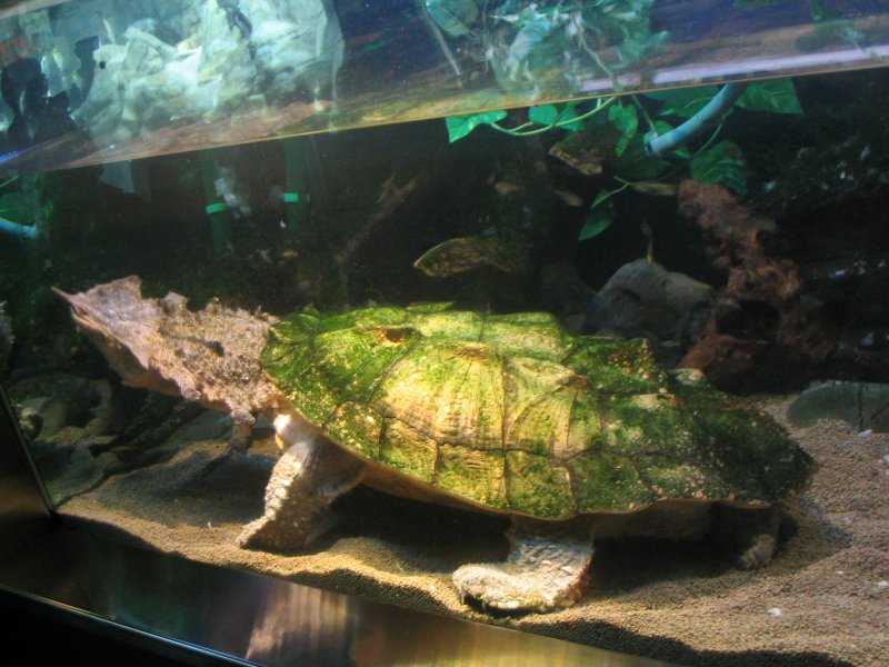 Черепаха Матамата в аквариуме