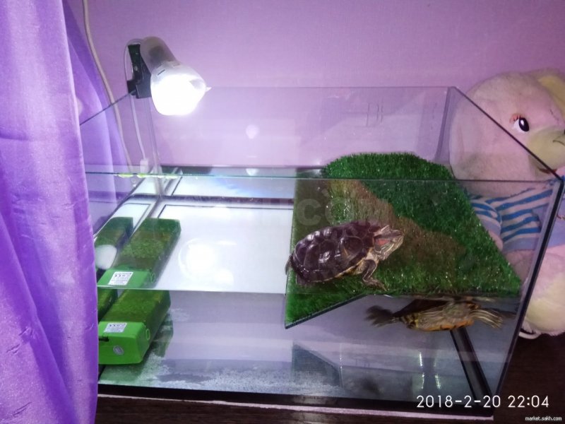Уровень воды для красноухих черепах в аквариуме