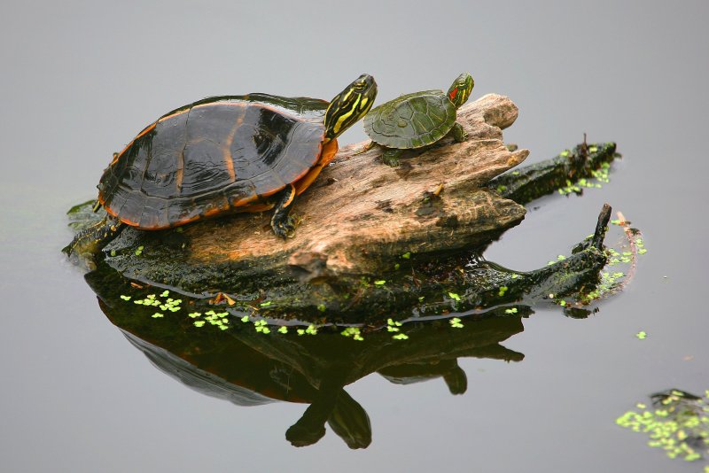 Красноухая черепаха в воде