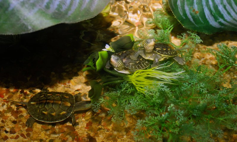 Аквариумная черепаха красноухая