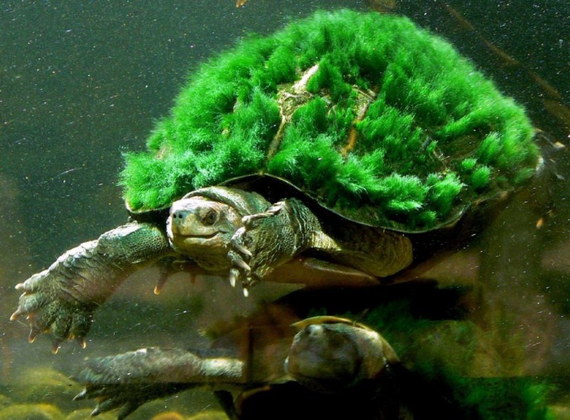 Черепаха Elusor macrurus