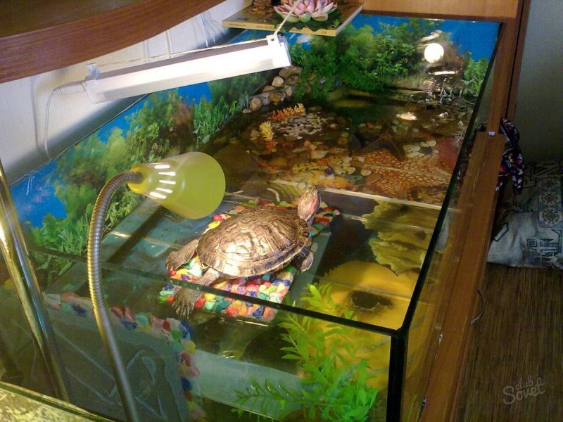Черепаха водная красноухая в аквариуме