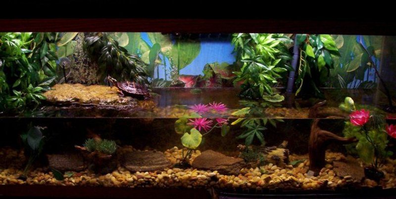 Аквариум с черепахами и растениями