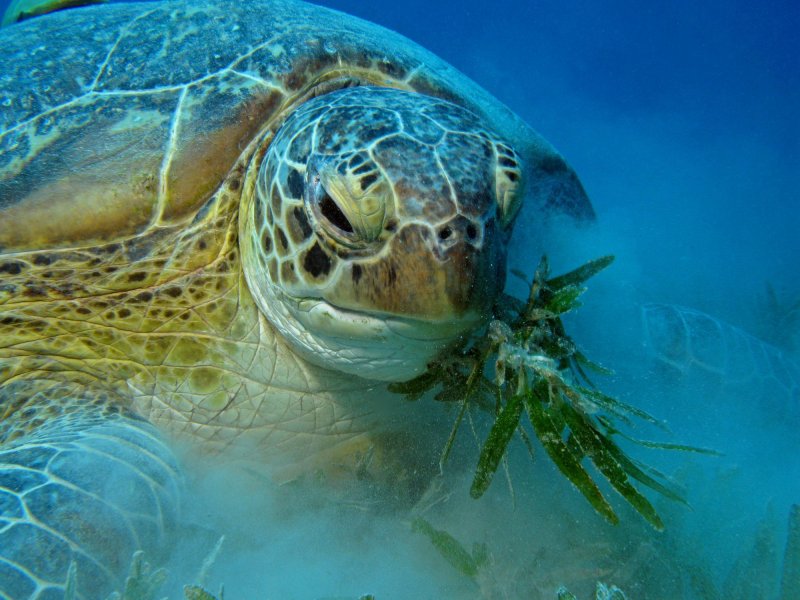 Морские черепахи питаются