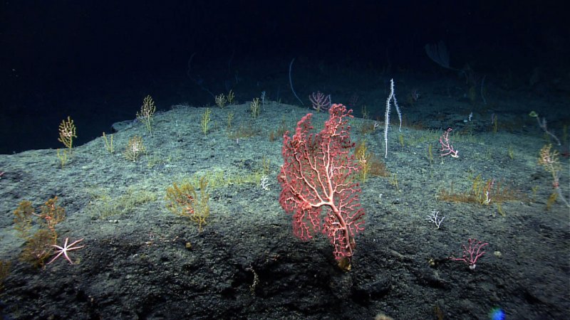 Глубоководные водоросли