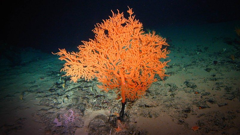 Trichodesmium Erythraeum красное море