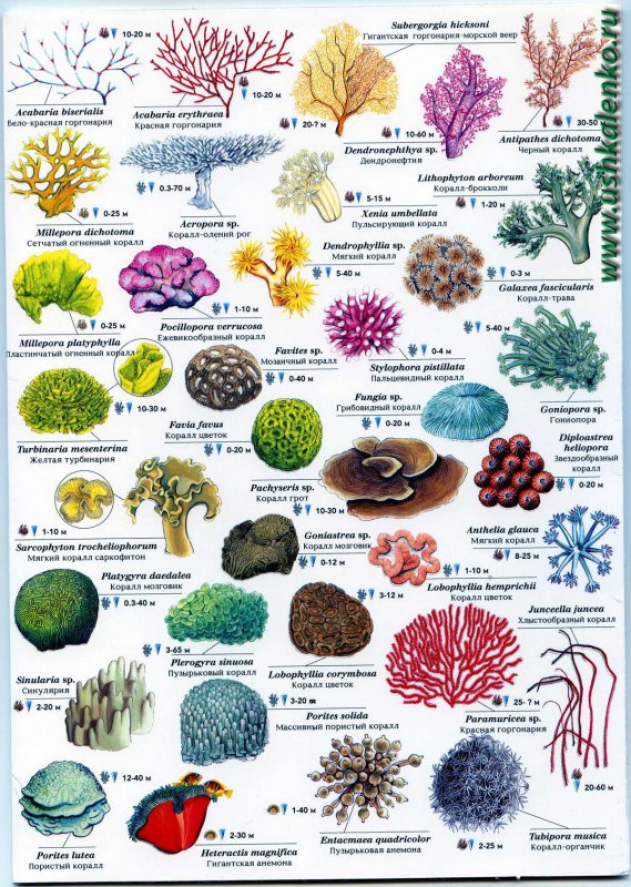 Кораллы виды и названия