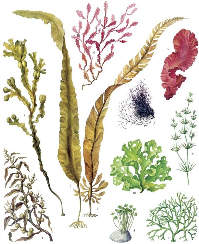 Многоклеточные морские водоросли