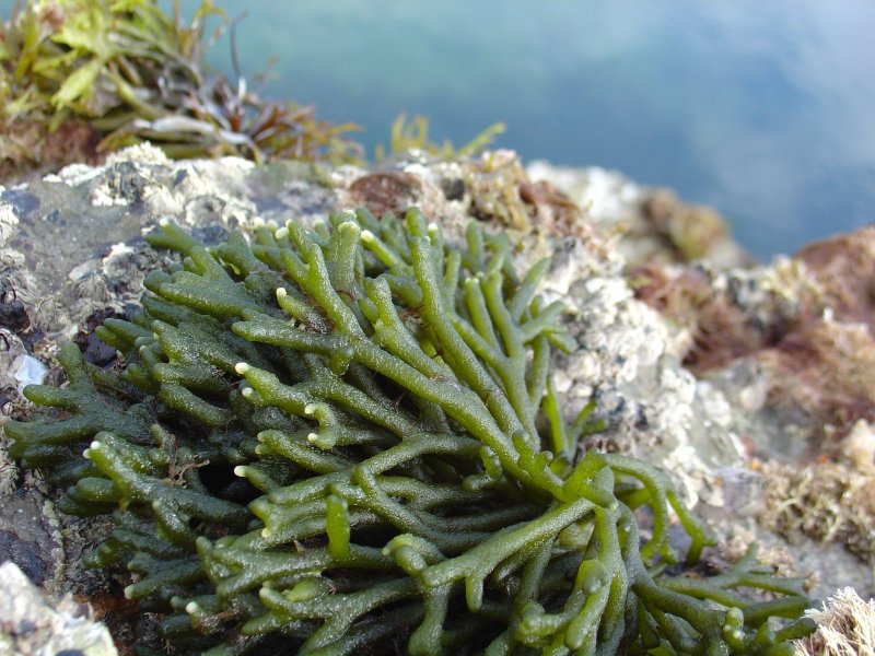 Черноморские водоросли съедобные