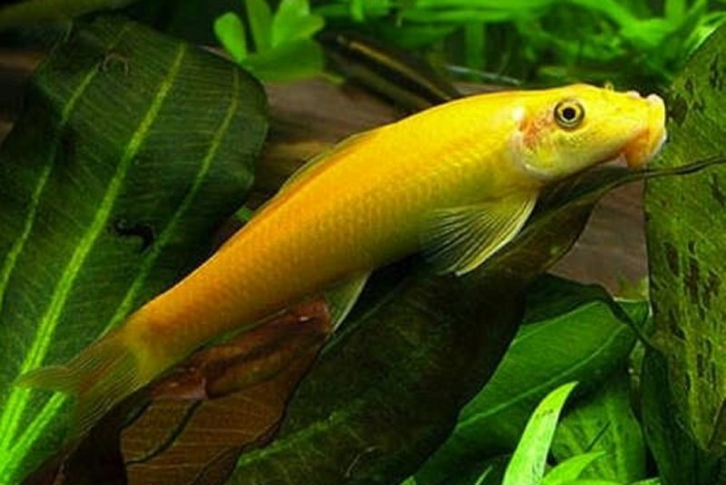 Рыбка Лисичка гиринохейлус