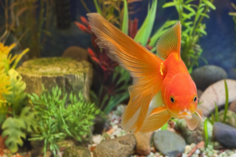 Аквариумная Золотая рыбка горбатая