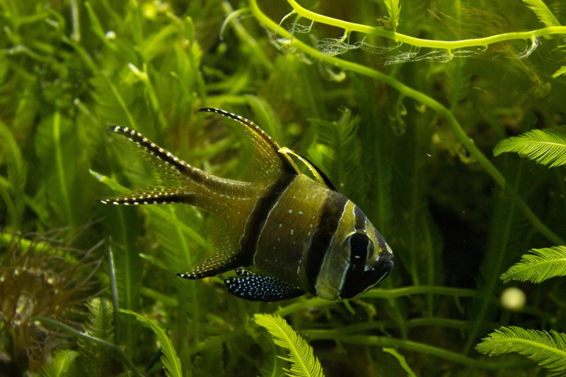 Рыбы питающиеся водорослями