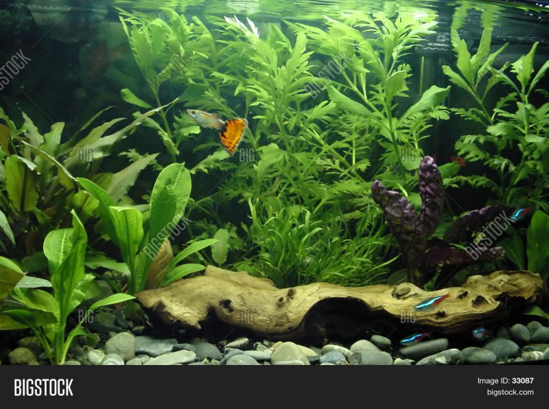 Аквариум с растениями и рыбками