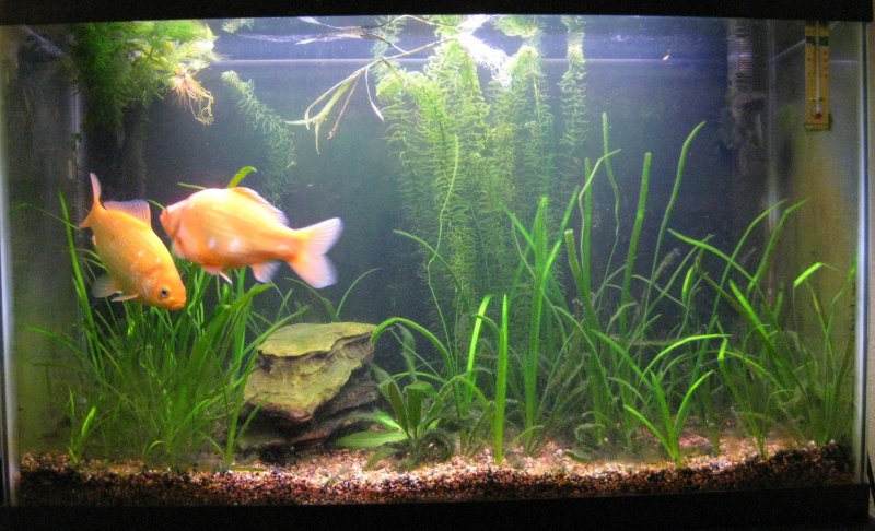 Аквариум с золотыми рыбками и растениями