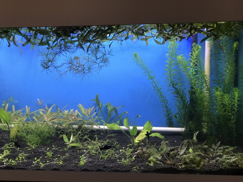 Плавающие водоросли для аквариума