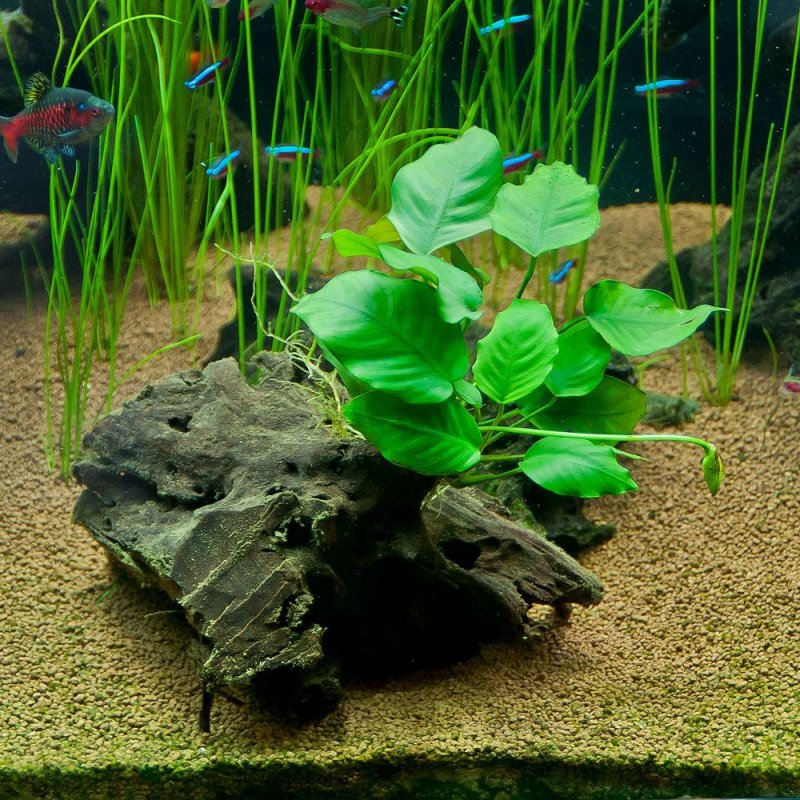 Анубис аквариумное растение
