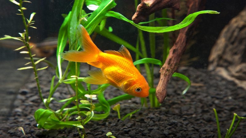Обыкновенная Золотая рыбка