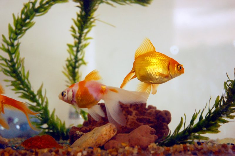 Золотые рыбки плавают в аквариуме