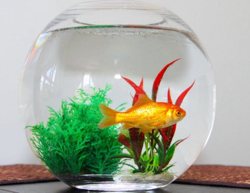 Золотая рыбка в круглом аквариуме