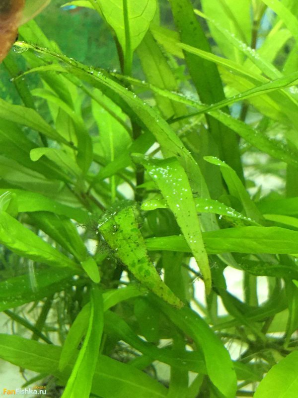 Зеленые водоросли в аквариуме