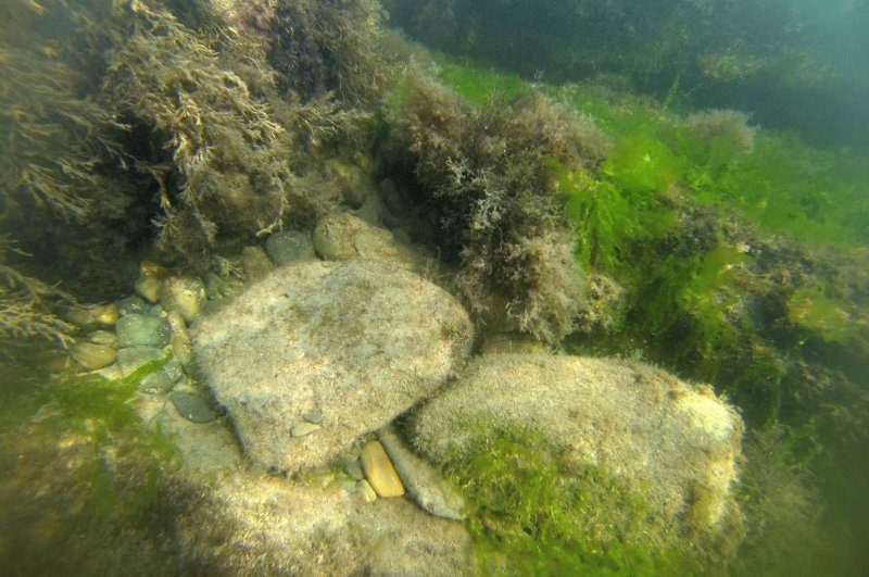 Бурые водоросли черного моря
