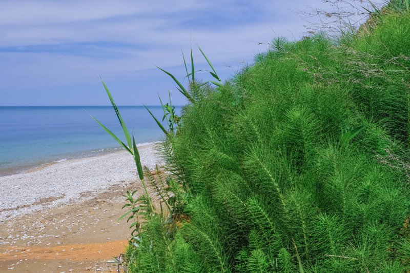 Крым водоросли в море