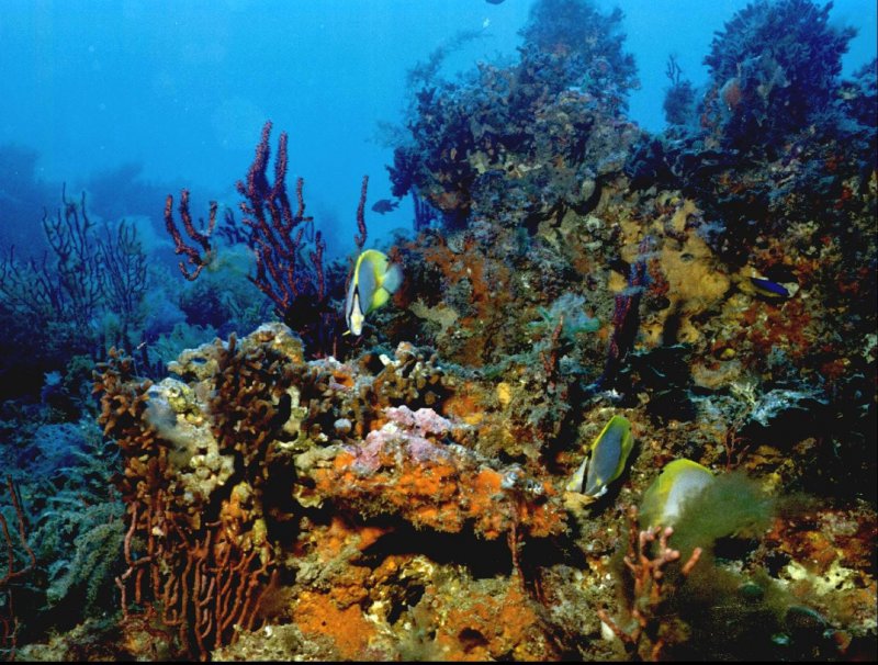 Флоридский риф