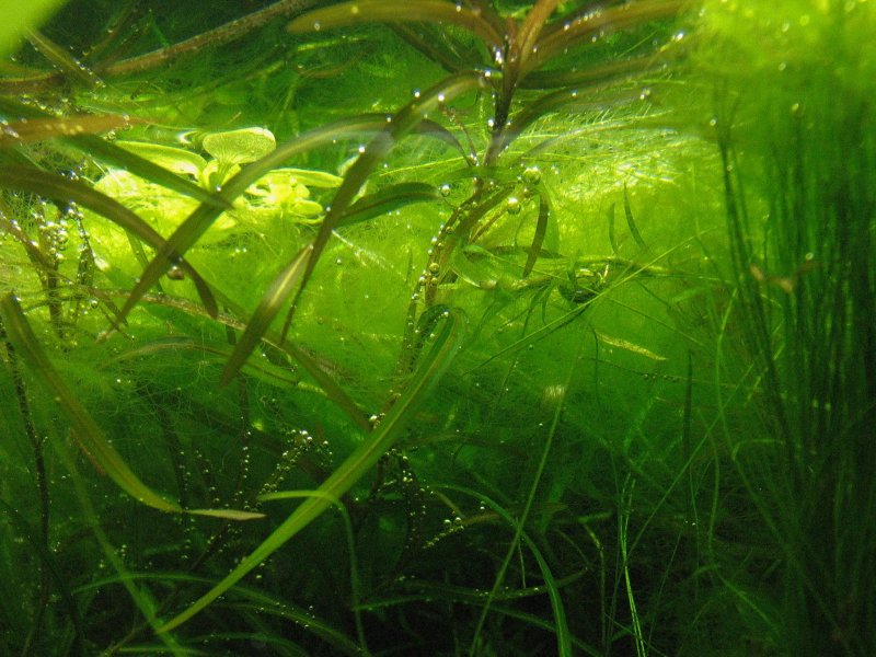 Нитчатые зеленые водоросли