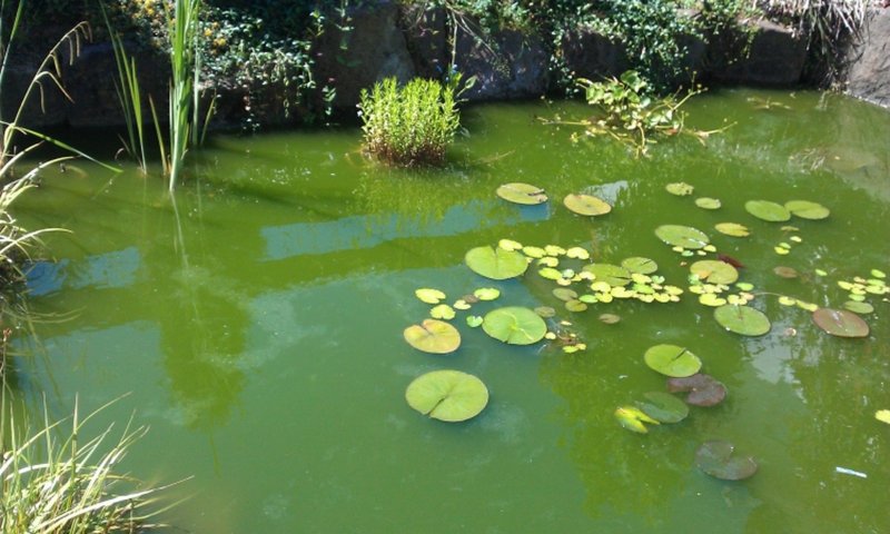 Зеленая вода в пруду