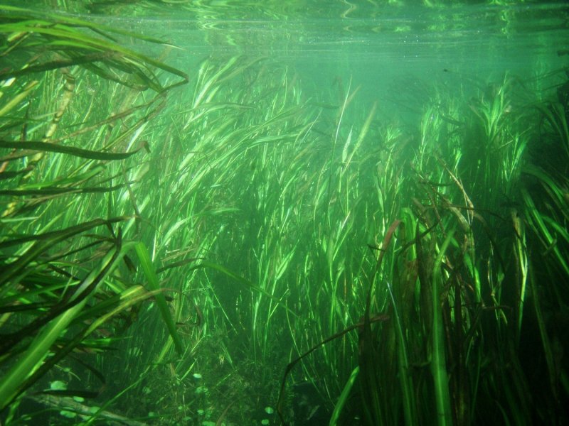 Озерные водоросли