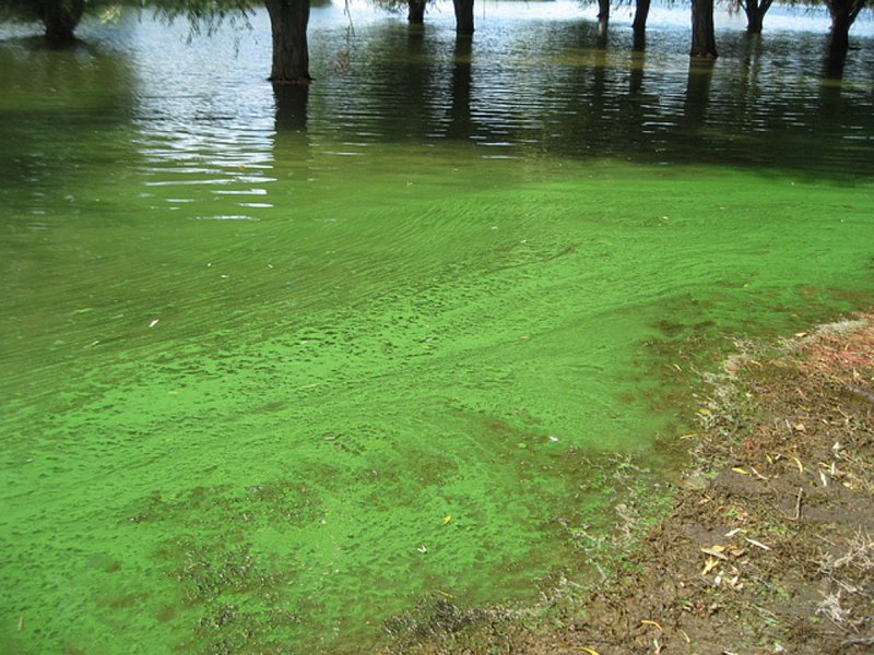 Цветение воды цианобактерии