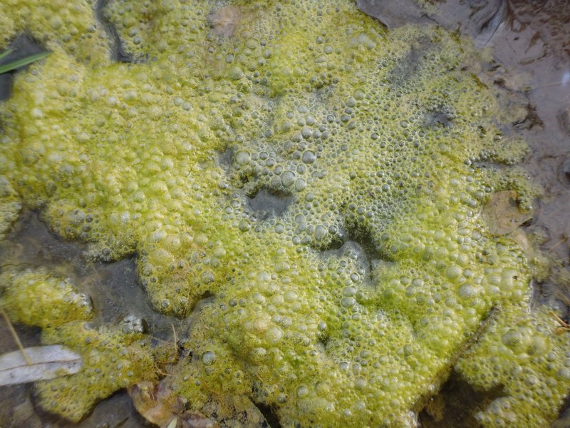 Синезеленые водоросли лишайник