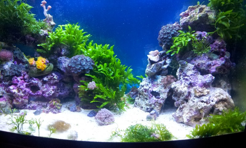 Морской аквариум с живыми растениями