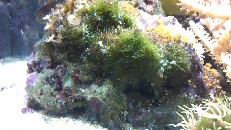 Синезеленые водоросли в морском аквариуме