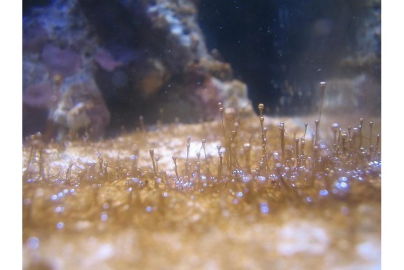 Диатомовые водоросли в морском аквариуме