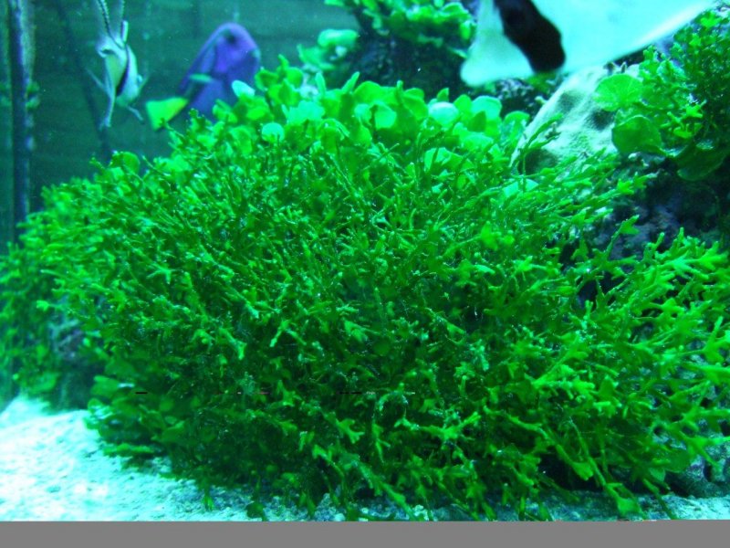 Морские растения для аквариума