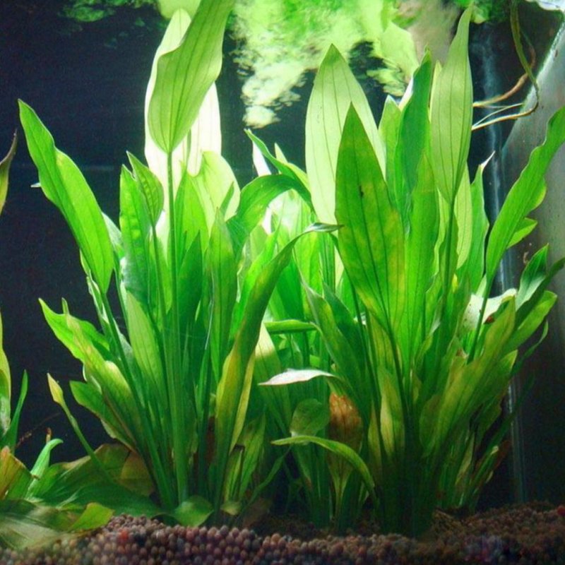 Искусственные аквариумные растения
