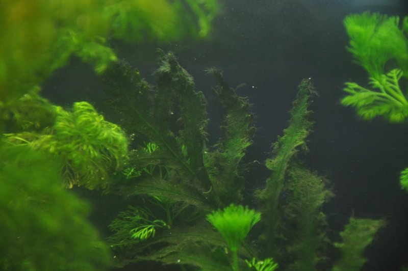 Диатомовые водоросли в аквариуме
