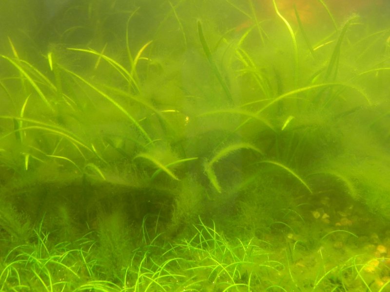 Зеленые водоросли в аквариуме