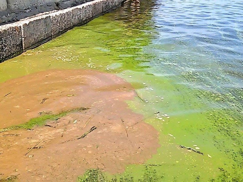 Зеленая вода в реке