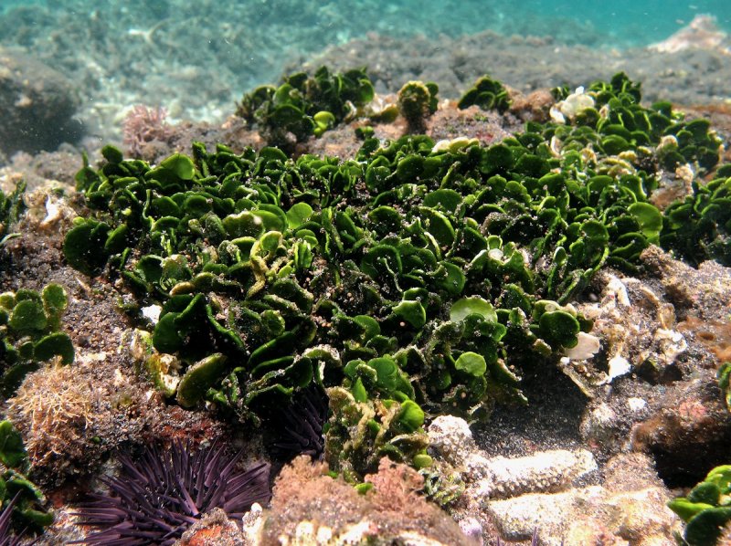 Известковые водоросли кембрийского периода